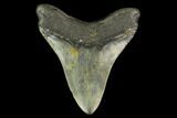 3.25" Fossil Megalodon Tooth - North Carolina - #131612-1